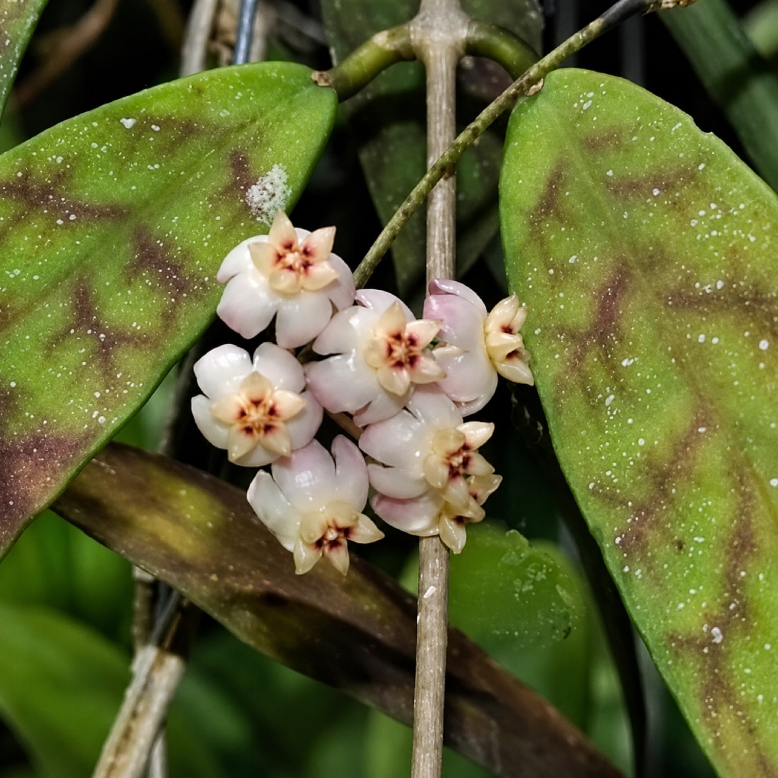 Hoya Scortechinii Rare Wax Plant Exotic Tropical Climbing Hoya Easy Care Indoor