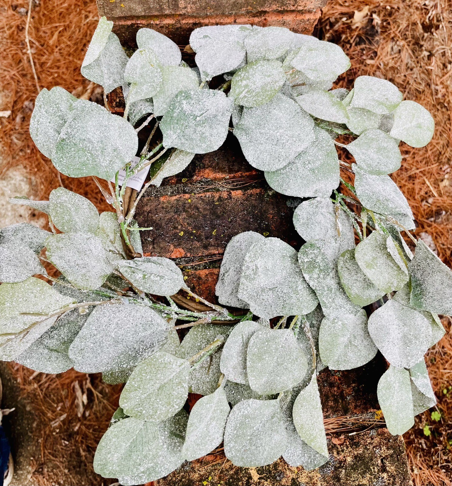 Frosted Dollar Eucalyptus Christmas Or Winter Small Wreath Ring, 6.5
