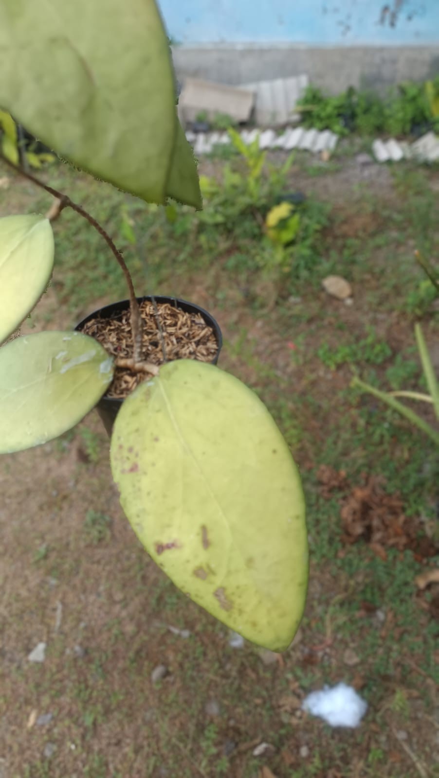 Real Picture Hoya Ampel Gading Boemi Jawir Big Leaves