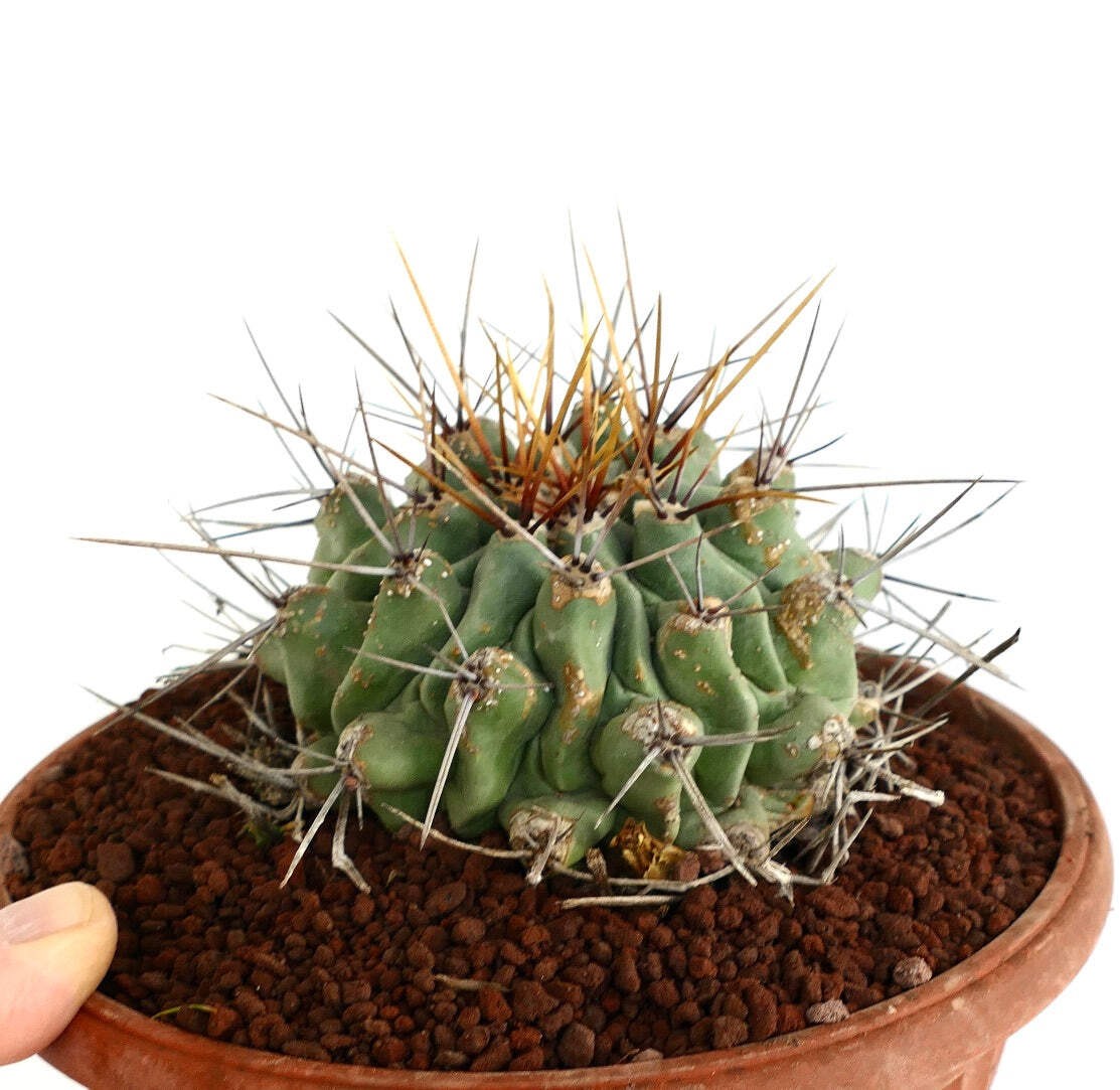 Thelocactus rinconensis LONG SPINES SELECTED – Rincon cactus | Thelocactus