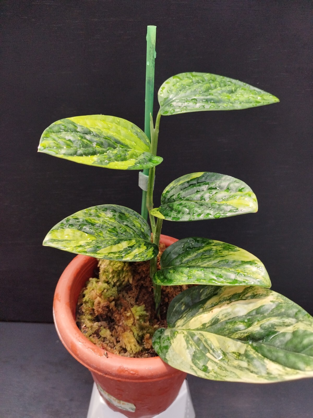Monstera Karstenianum Peru Variegated Real Picture