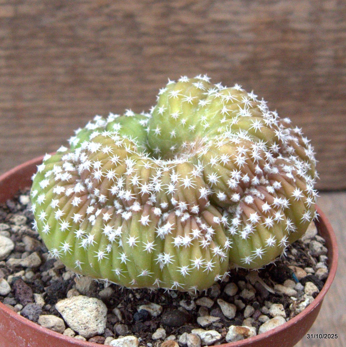 D7271 ECHINOPSIS OXYGONA CRESTED pot10-H6-W8 cm MaMa Cactus