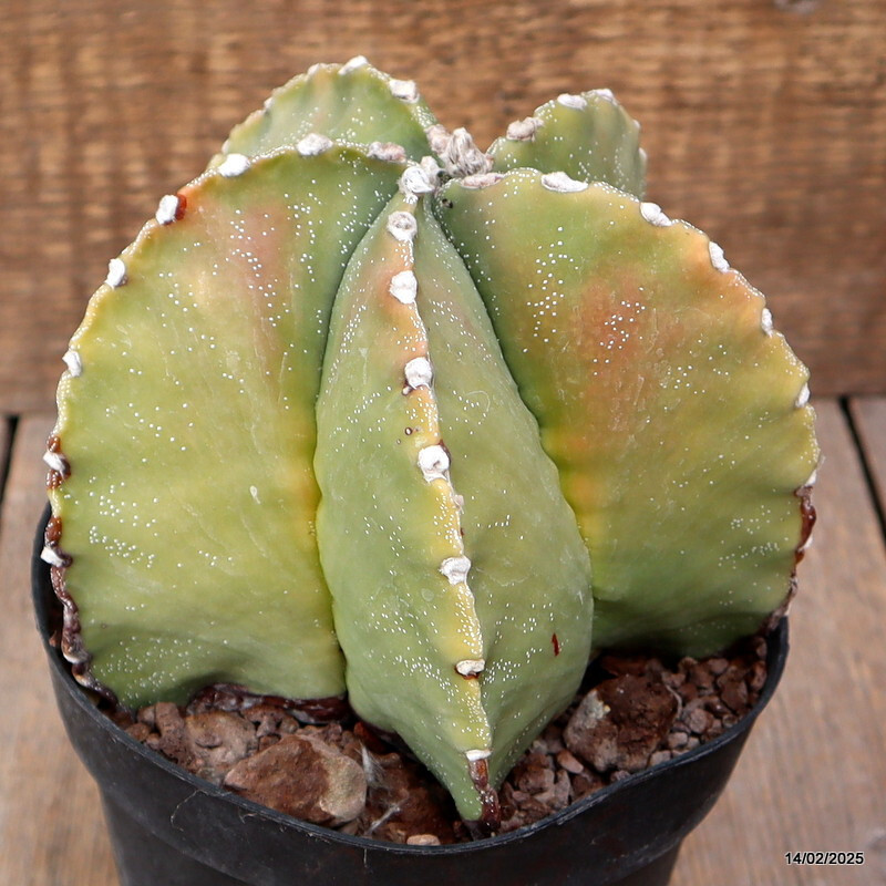 A7163 ASTROPHYTUM MYRIOSTIGMA VARIEGATED pot14-H13-W15 cm MaMa Cactus
