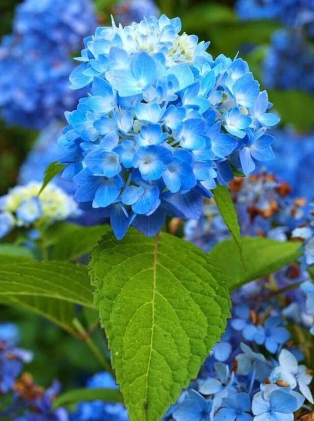 (10) HYDRANGEA SEEDS rare exotic flower bloom garden plant USA SELLER W/TRACK