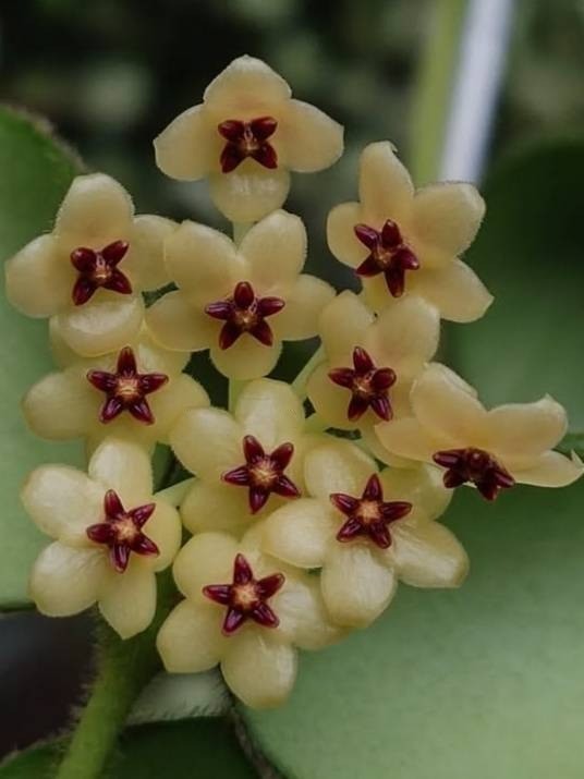 Real Picture Hoya Aeschynanthoides Rare Plant