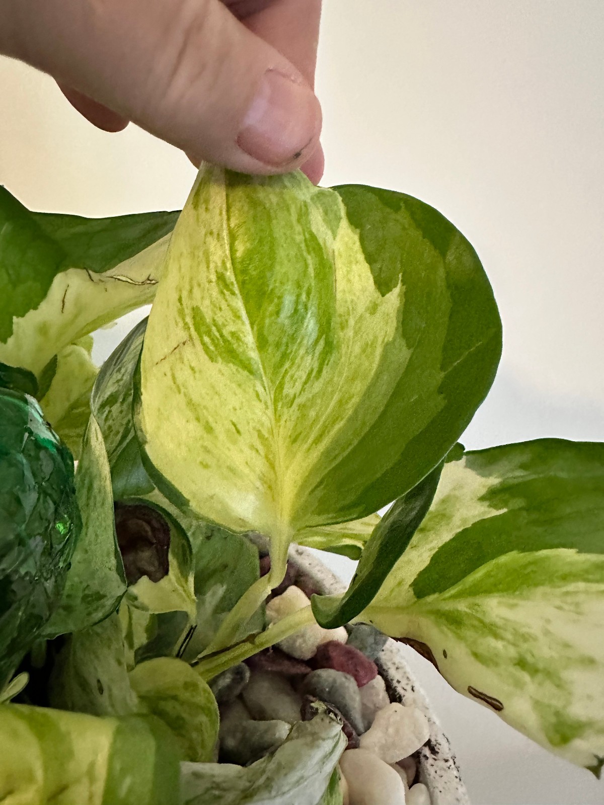 Marble Queen Pothos Cutting Live Plant Unrooted Epipremnum Aureum Cutting
