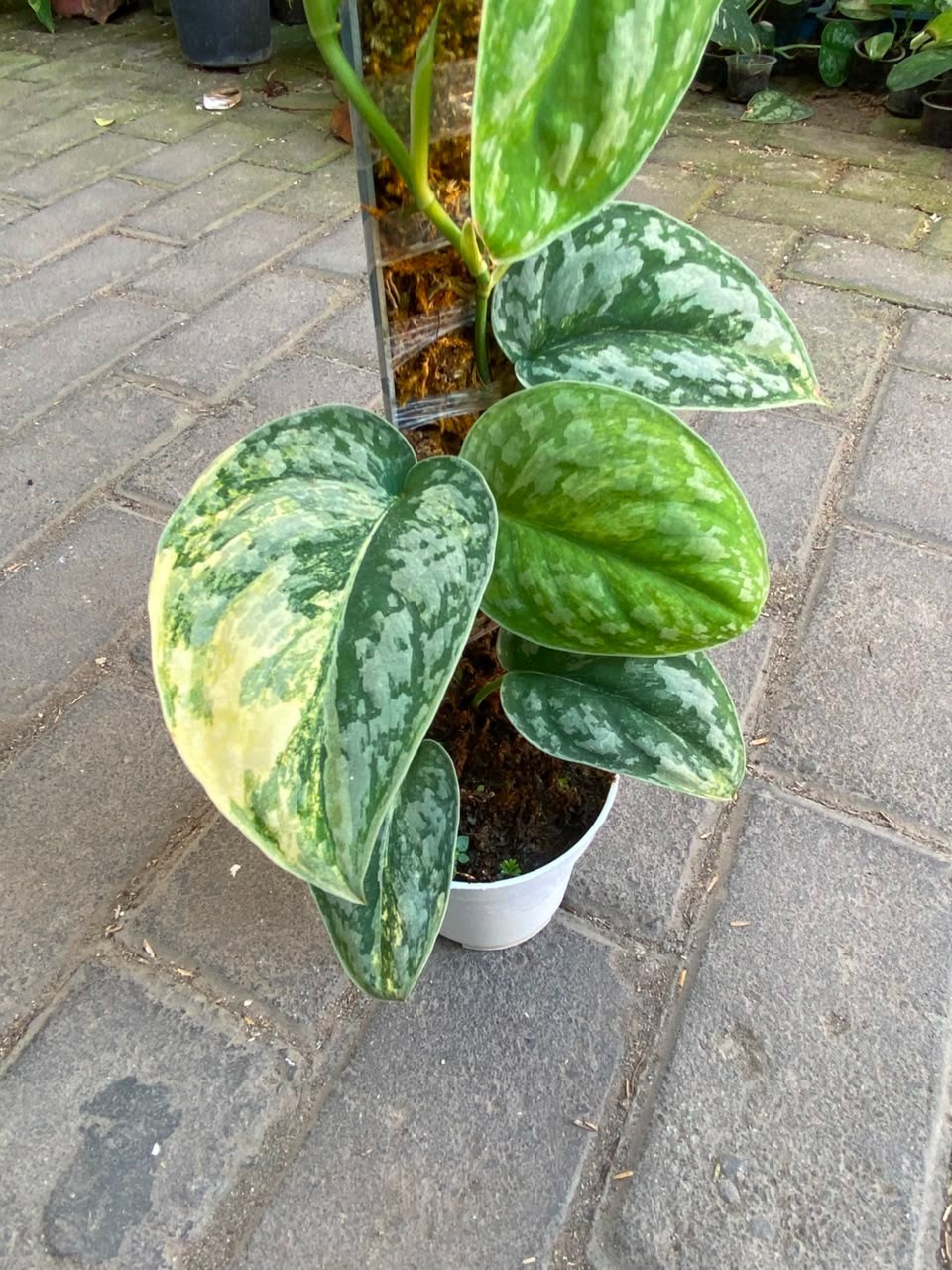 Scindapsus exotica no ID, Rare Variegated, Real Picture, Aroid Houseplant