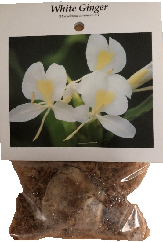 2 HAWAIIAN WHITE GINGER ROOTS – Easy to Grow – Blooms Very Fragrant