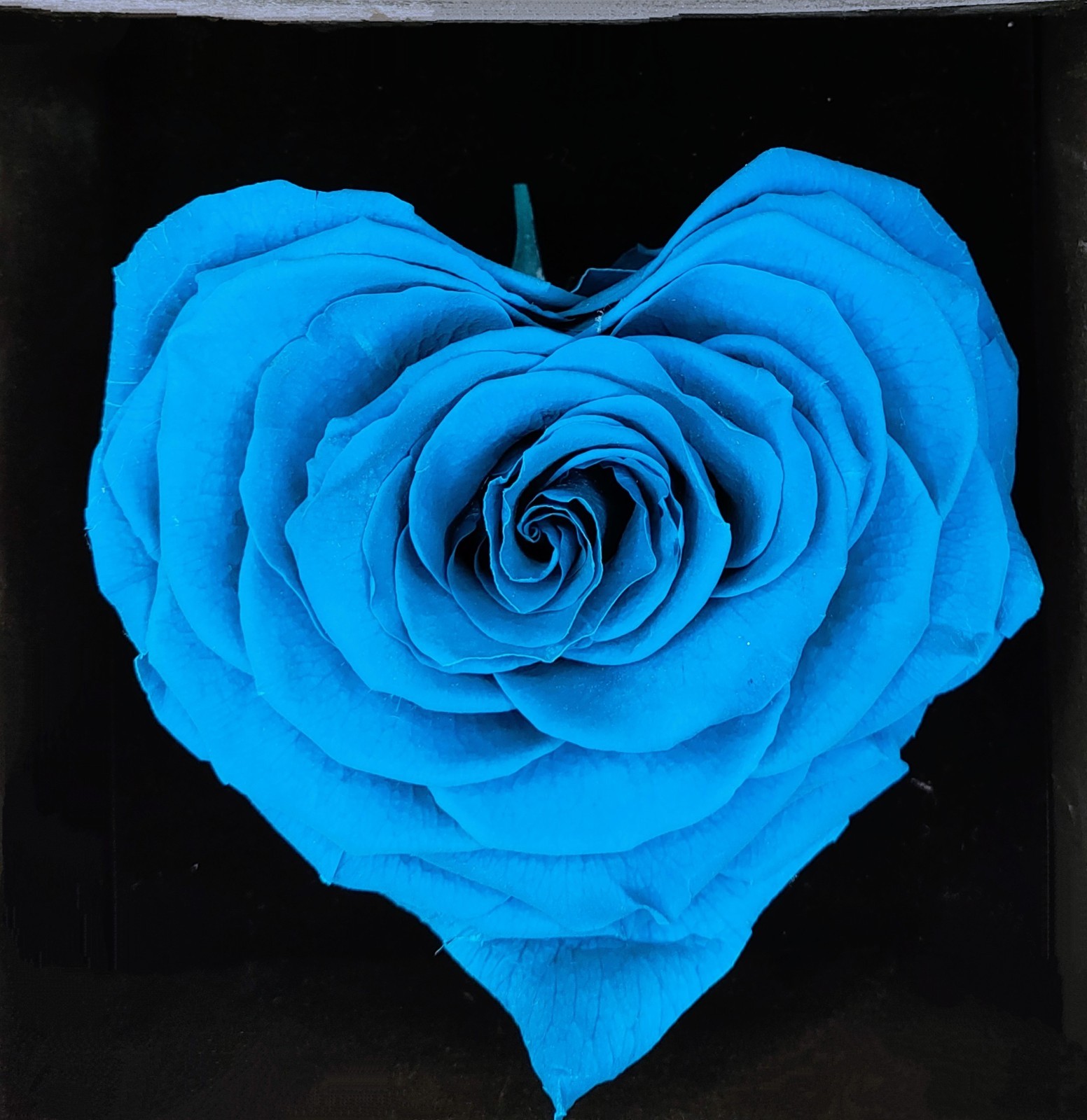 Natural (Forever) roses, 10 cm in heart. The best gift for mom, Him, Her.