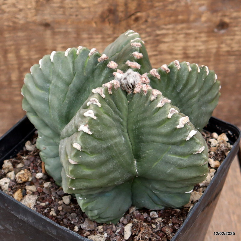 D2991 ASTROPHYTUM MYRIOSTIGMA NUDUM KIKKO pot14-H11-W14 cm MaMa Cactus