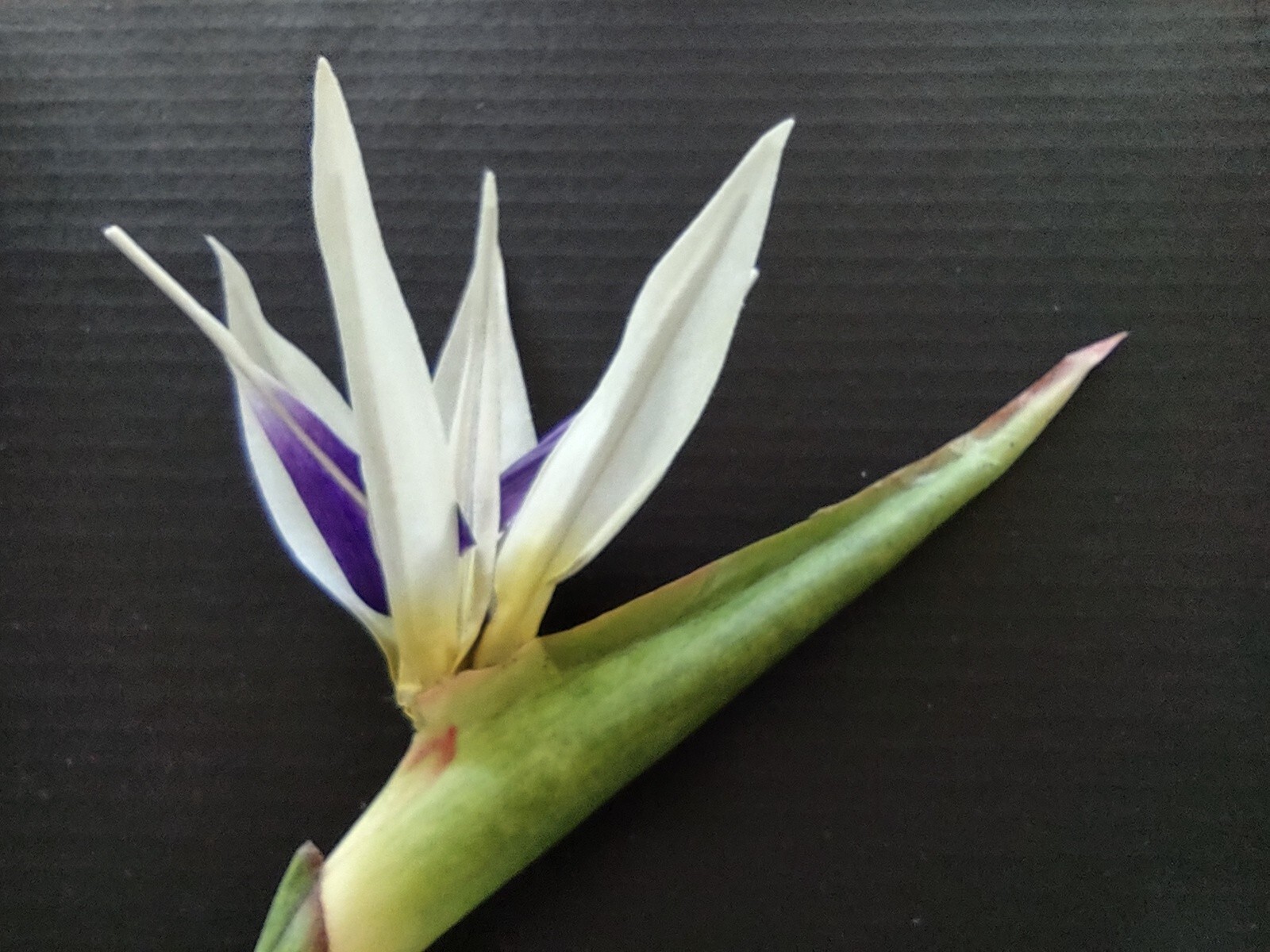 31″ bird of paradise tropical stem. Silk flower floral arrangements WHITE