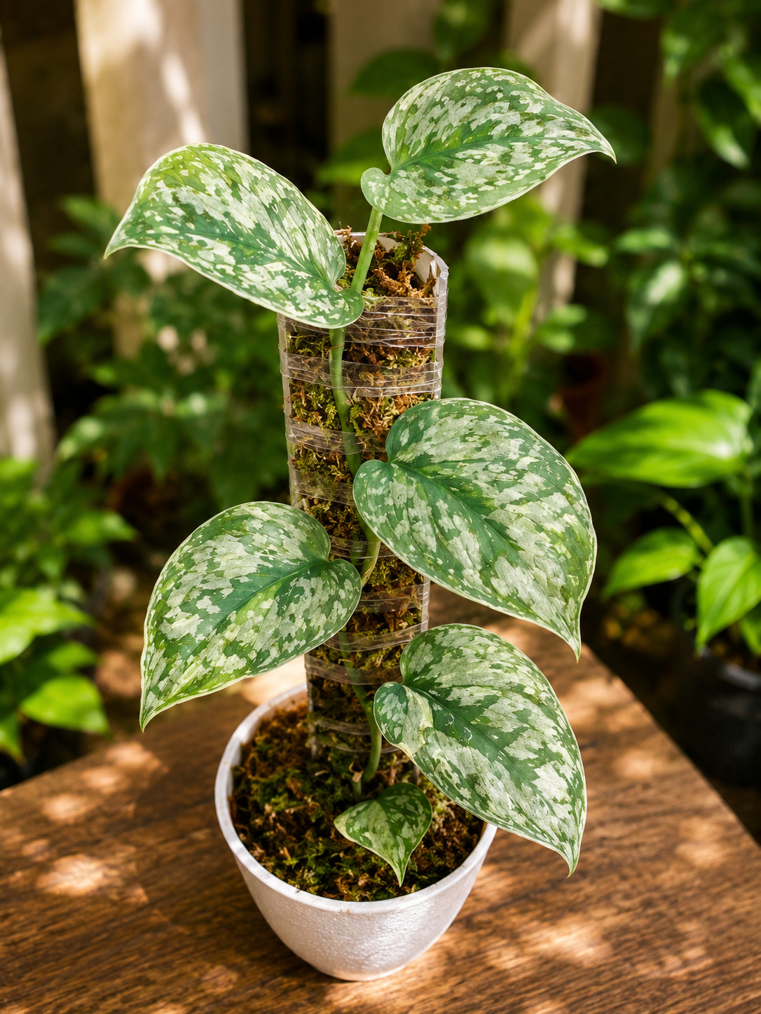 Scindapsus geulis three colour, Rare Variegated, Real Picture, Aroid Houseplant