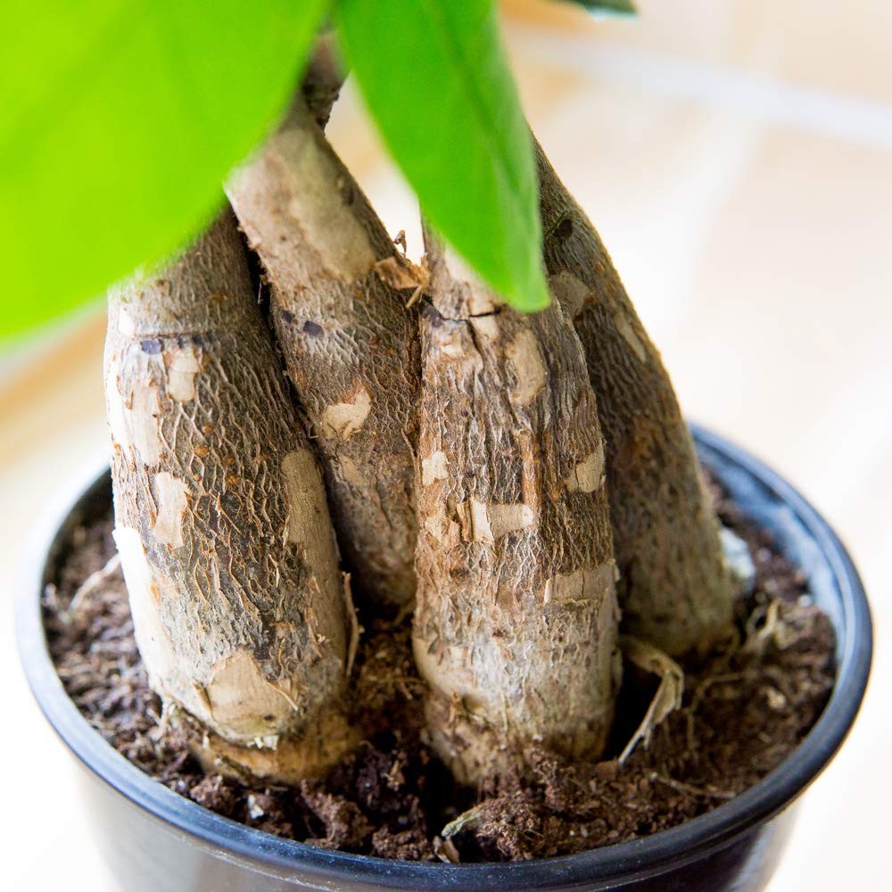 Braided Money Tree 5in. in Grower’s Pot | | Pachira Aquatica | 15in Tall | Ea…