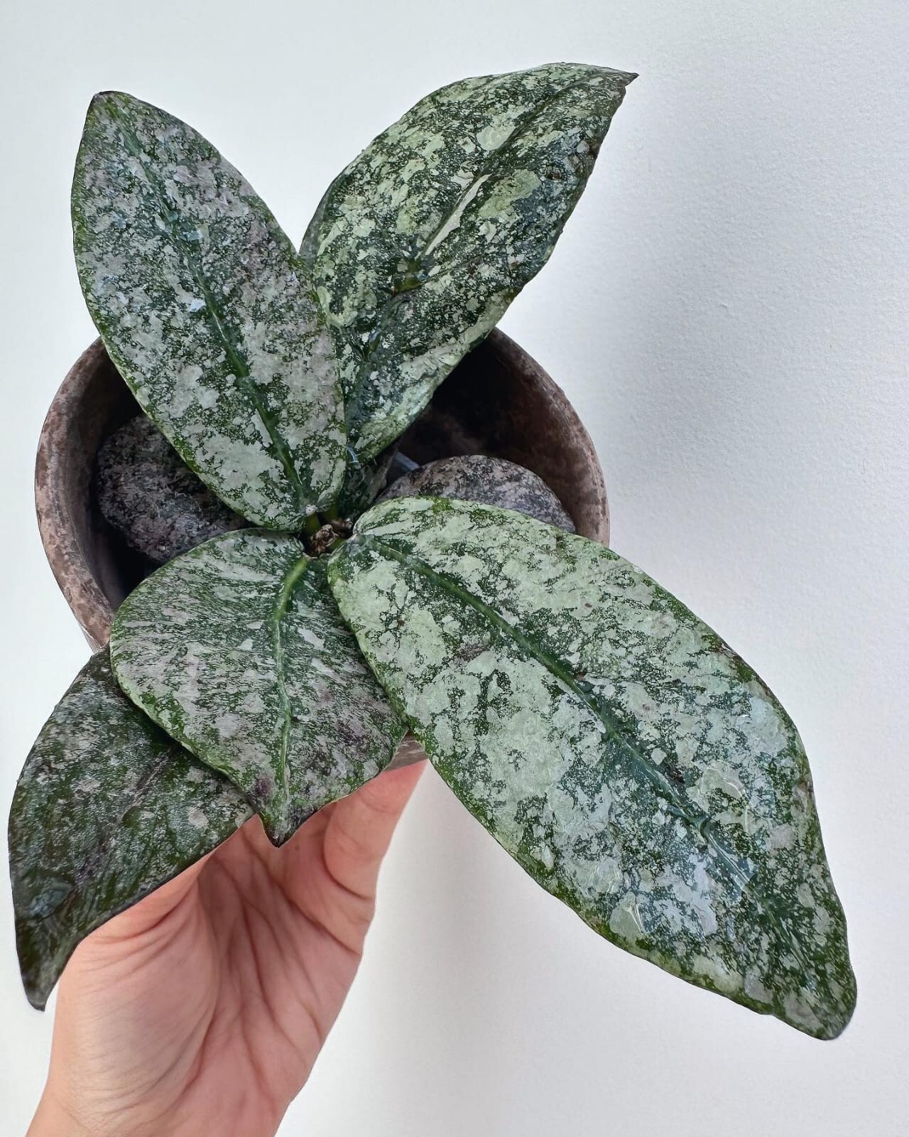 New Hoya Silver Buntokensis free phitosanitary