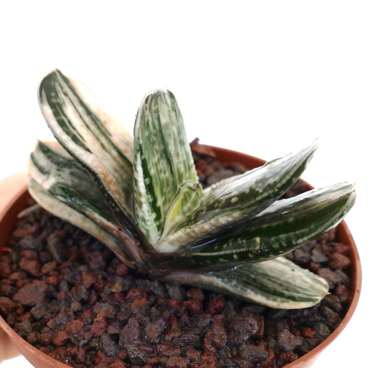Gasteria cv 風白 GREEN WHITE FORM – Ox tongue | Lawyer’s tongue