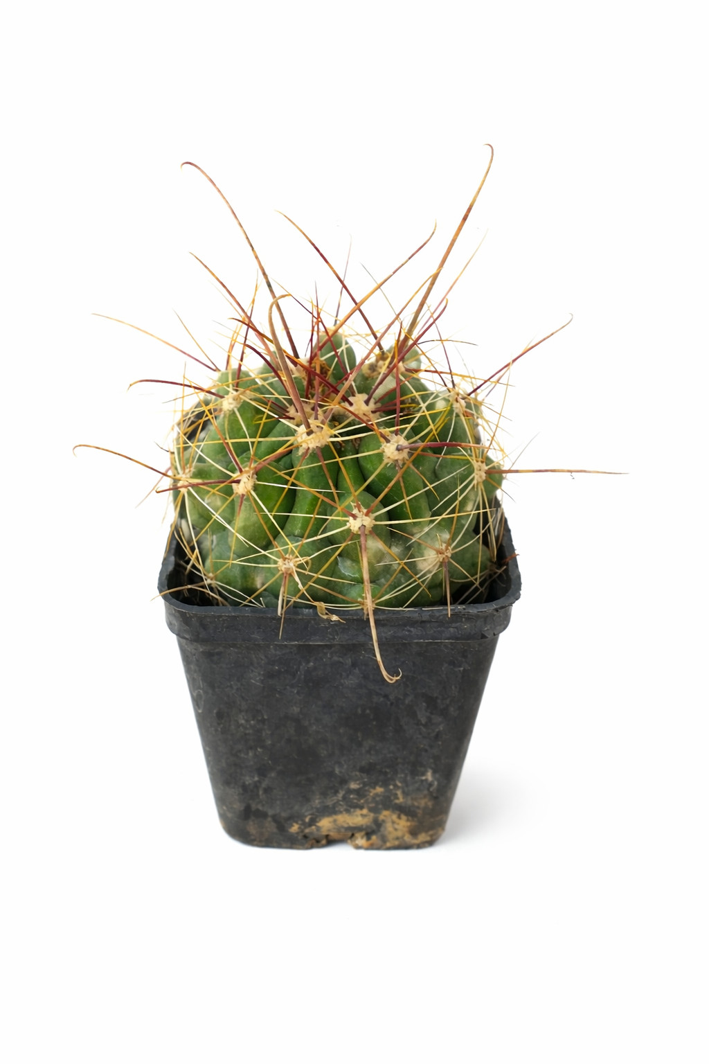 Ferocactus hamatacanthus (North of Piedra Blanca) – Turk’s Head Cactus | Long-sp