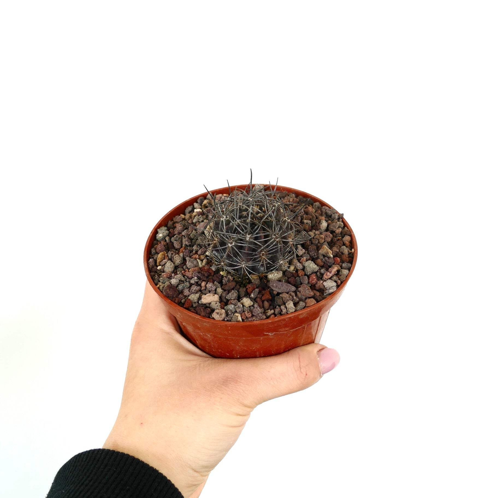 Neoporteria crispa (North of Freirina, CHILE) – Crinkled neoporteria | Crispy ne