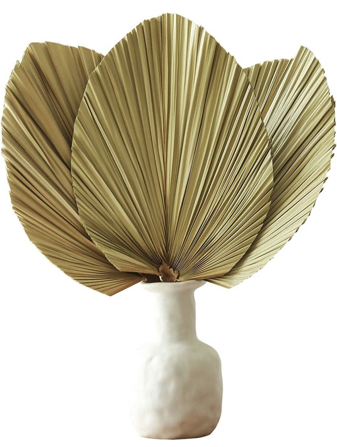 Natural Large Dried Palm Leaves 3 Pc 17.7 in Dried Palm Spears Boho – A0114