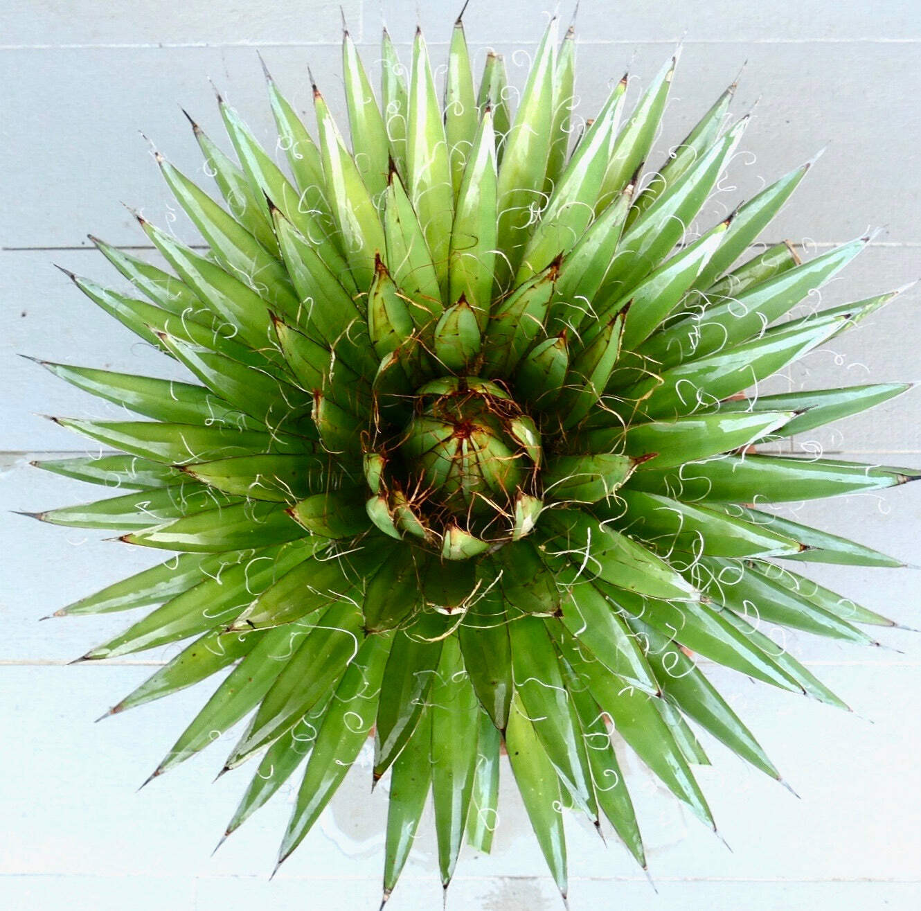 Agave schidigera cv ‘White Stripe’ – Thread agave | Maguey