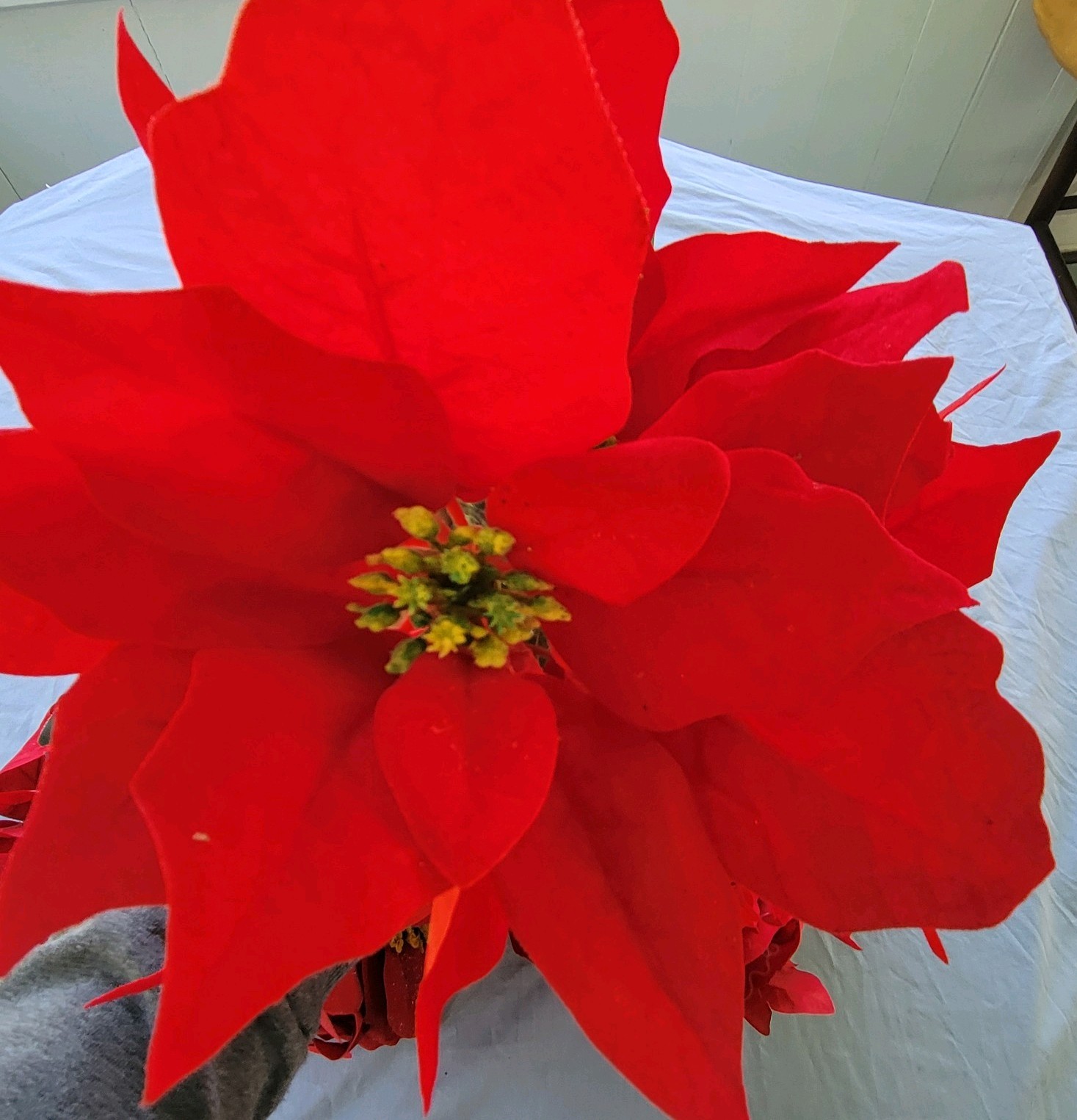 Poinsettias Artificial Christmas Flowers Artificial Decorations – 4 Bunches