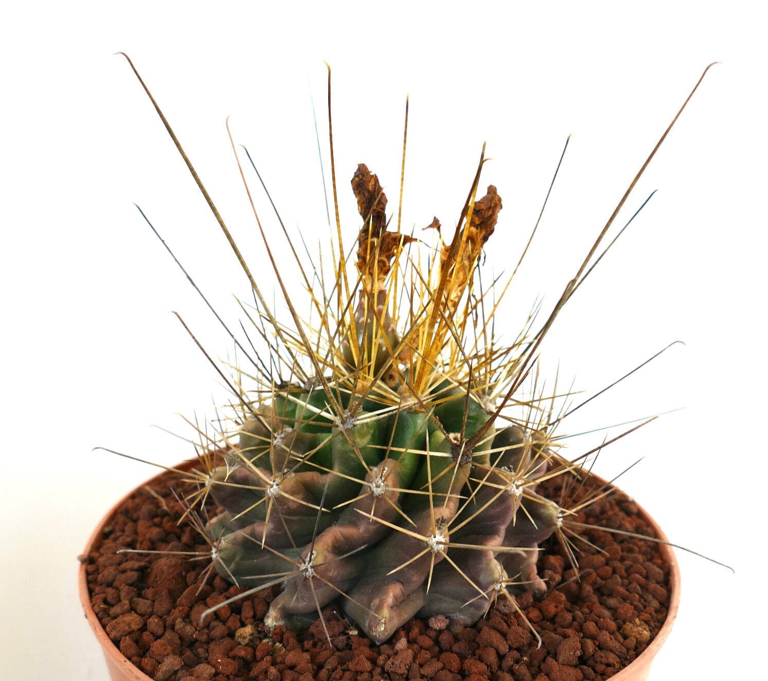 Ferocactus hamatacanthus GOLDEN SPINES – Fishhook barrel cactus | Texas barrel c