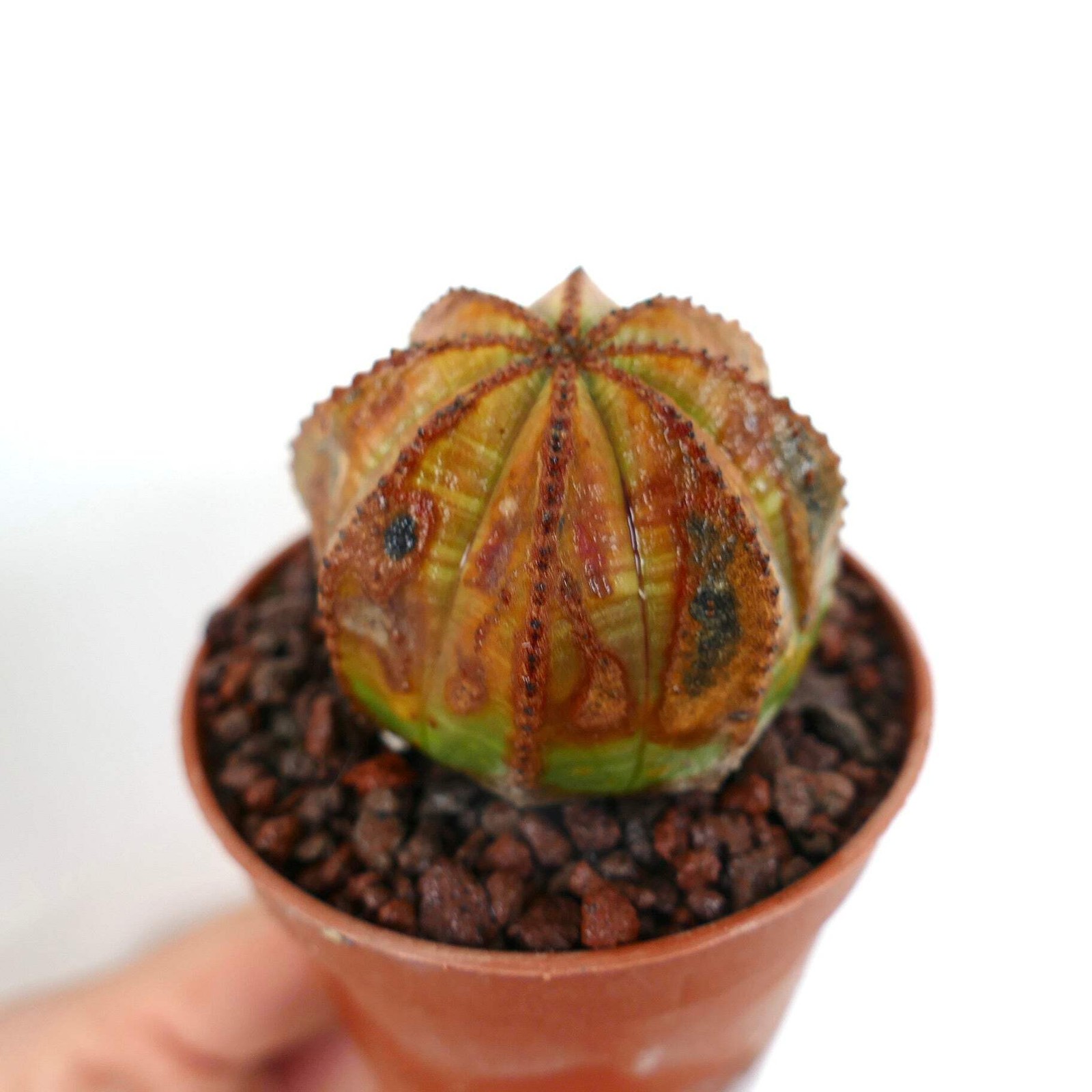 Euphorbia obesa UNUSUAL MARKS SS33 – Baseball plant | Basketball plant
