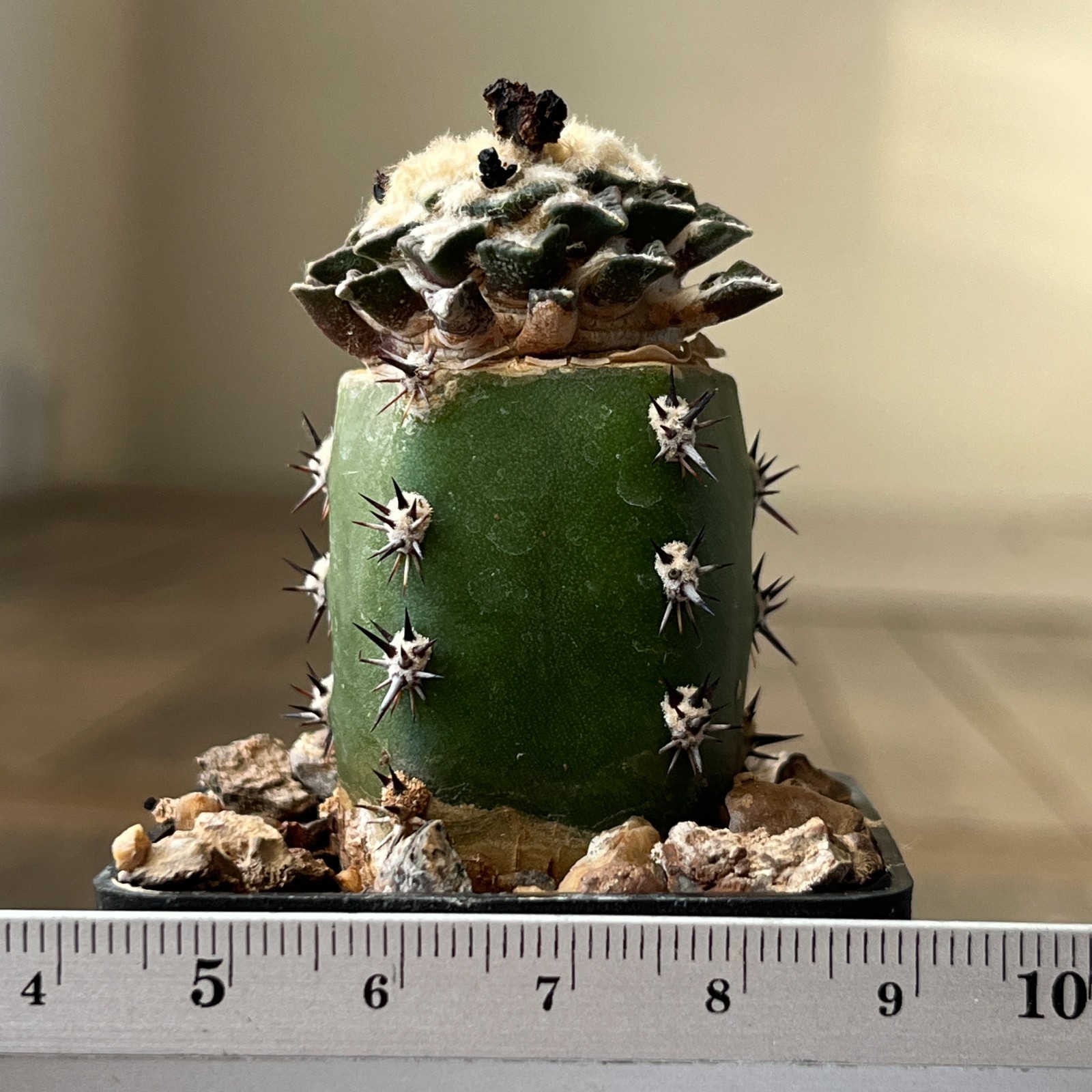A33-758 Cactus kotschoubeyanus, VM465, Mina, NL, grafted