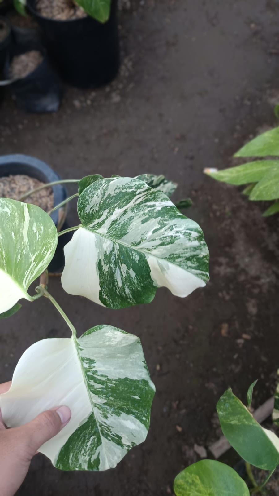 Real Picture Monstera White Swan Marble Variegated 6 Leaves