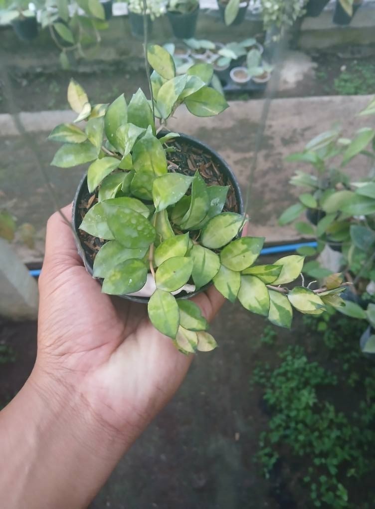 Hoya Lacunosa Asami Reverse Sp Wonosobo Rare Tropical Wax Plant