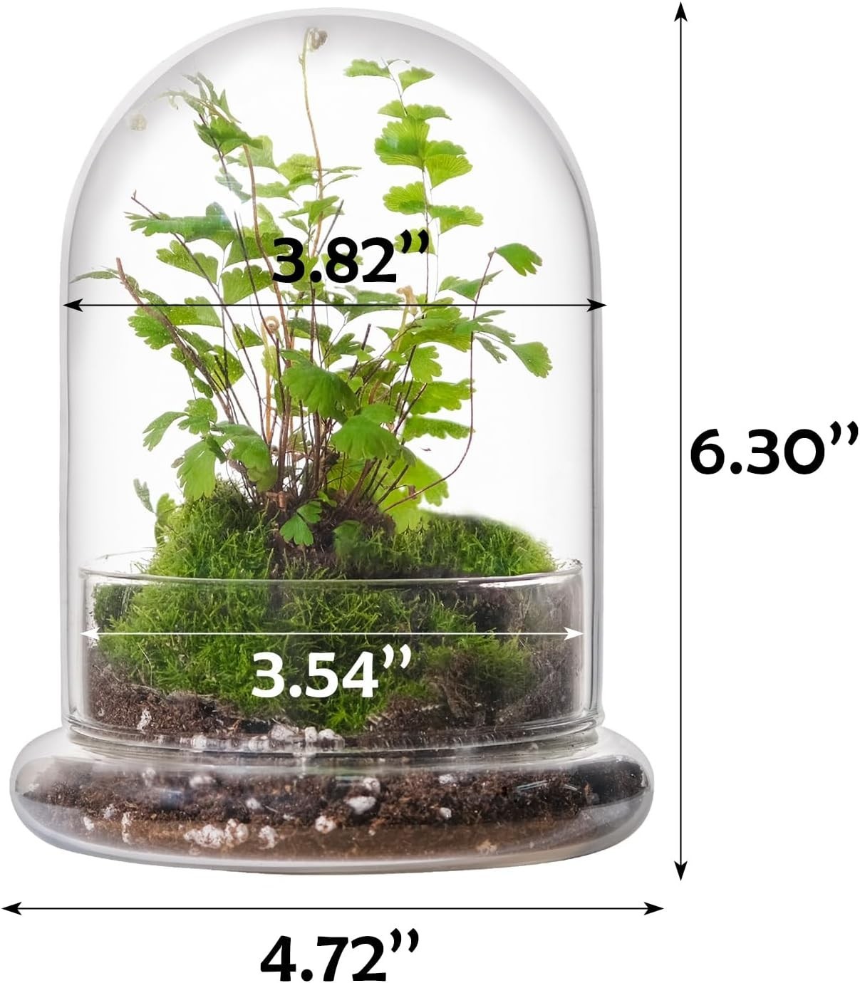 6 inches Glass Cloche Indoor Plants Small Terrarium Glass Cloche W/ Base Mini