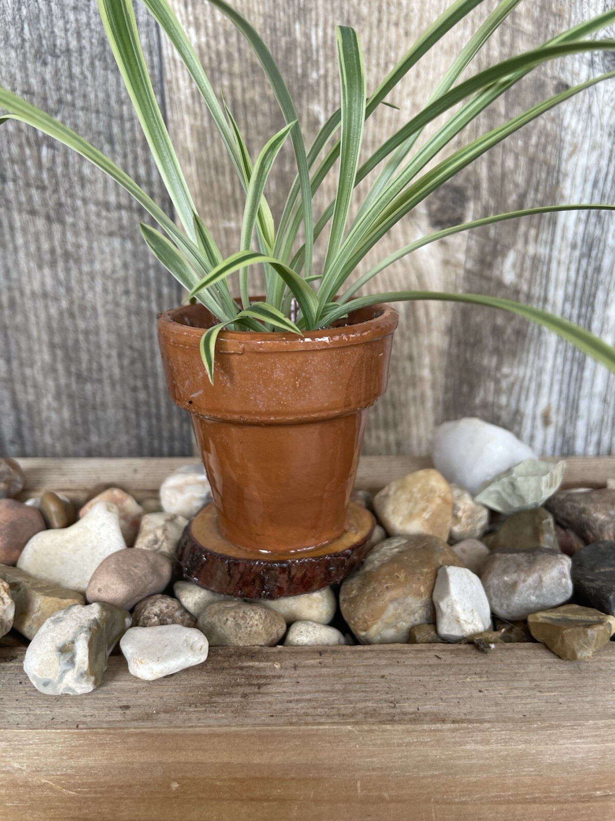 Mini Spider Plants In Epoxy Coated Terracotta Pots On Wooden Base