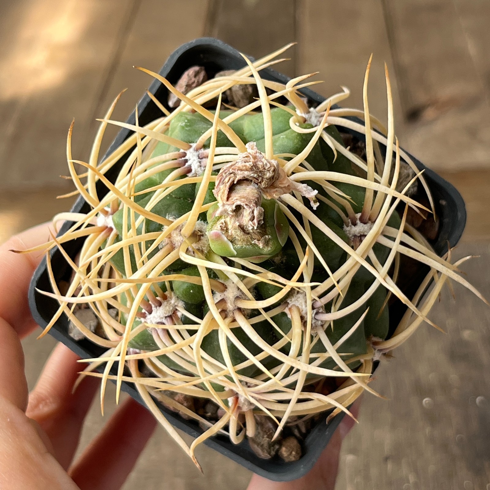 A40-2018 Gymnocalycium multiflorum P182, Mina Clavero, own root