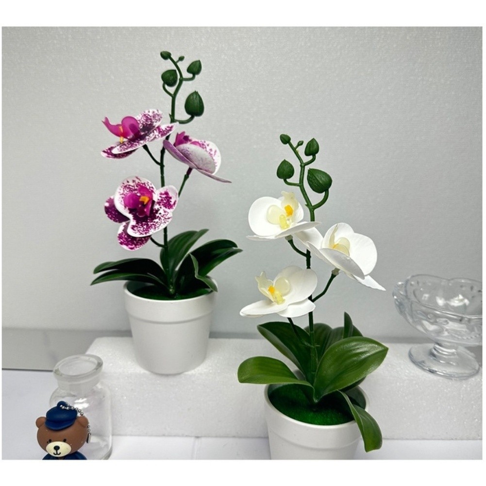 Modern Minimalist Phalaenopsis Orchid Bonsai Potted Plant for Tabletop Use