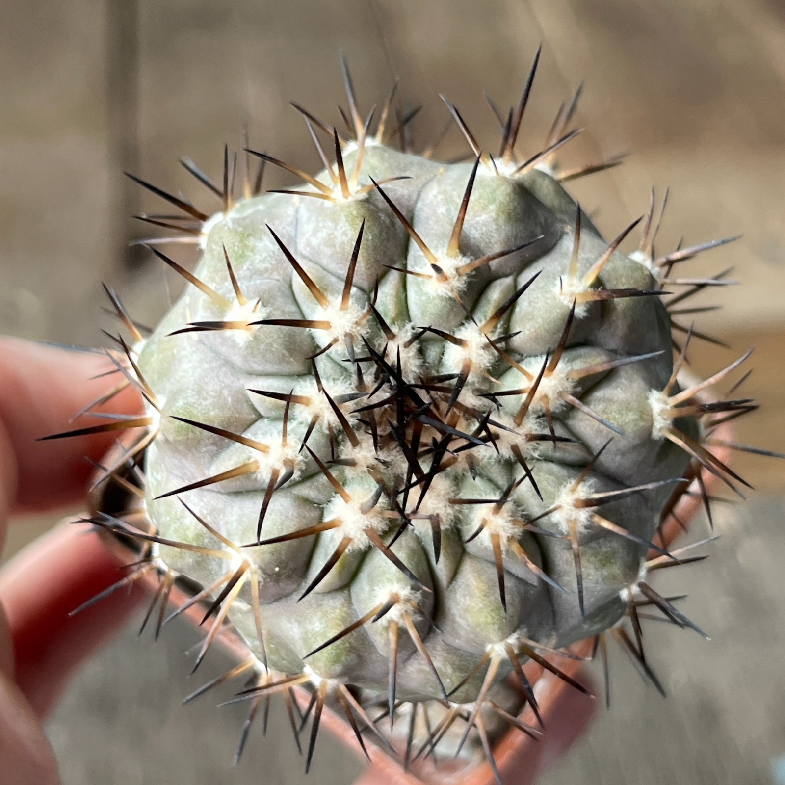 A28-403 Copiapoa cinerea, HR1024, El Griton, Black spine, dark body, white coat