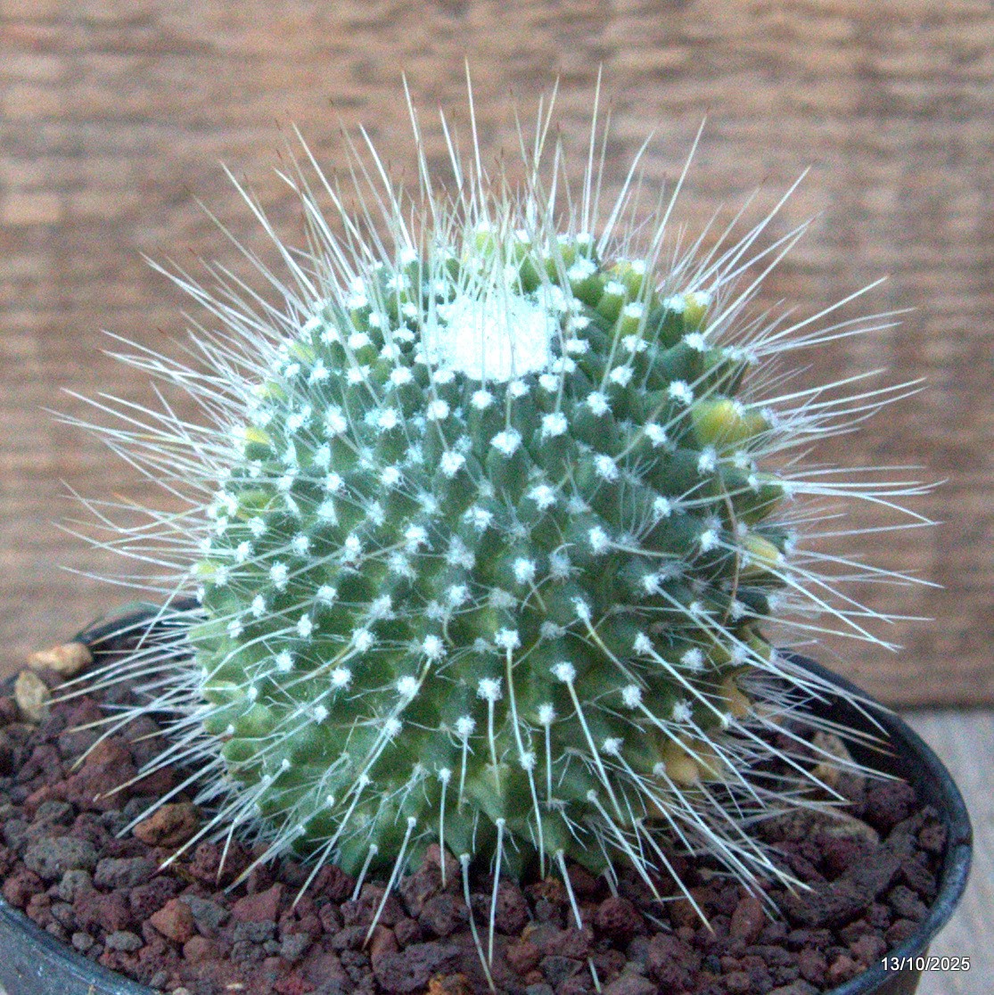 D6956 MAMMILLARIA SPINOSISSIMA UNPICO VARIEGATED pot10-H8-W6 cm MaMa Cactus