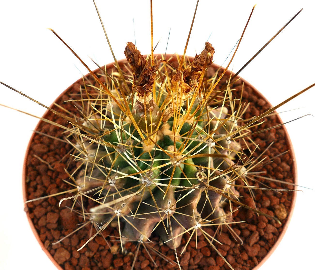 Ferocactus hamatacanthus GOLDEN SPINES – Fishhook barrel cactus | Texas barrel c