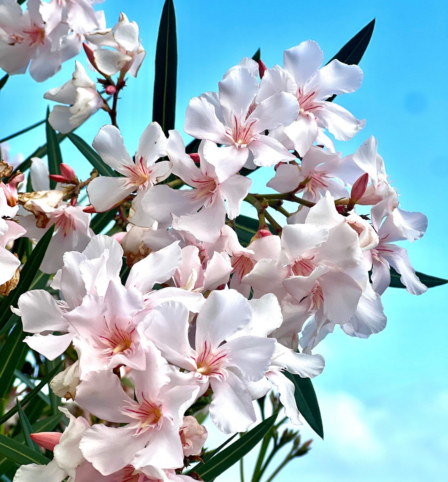 Nerium oleander MIX COLORS SEEDS – | Mixed Color Oleander