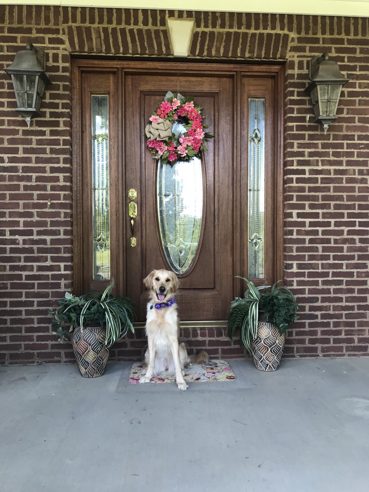 20” Pink Zinnia Wreath For Year Round Use free shipping