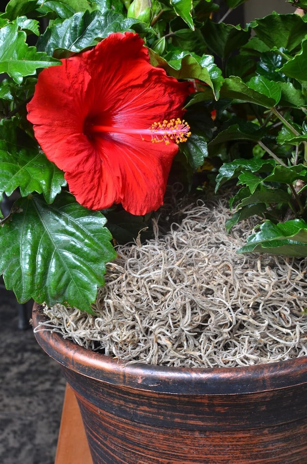 Natural Spanish Moss – 250 Cubic Inches for Terrarium and Flower Pot Elegance