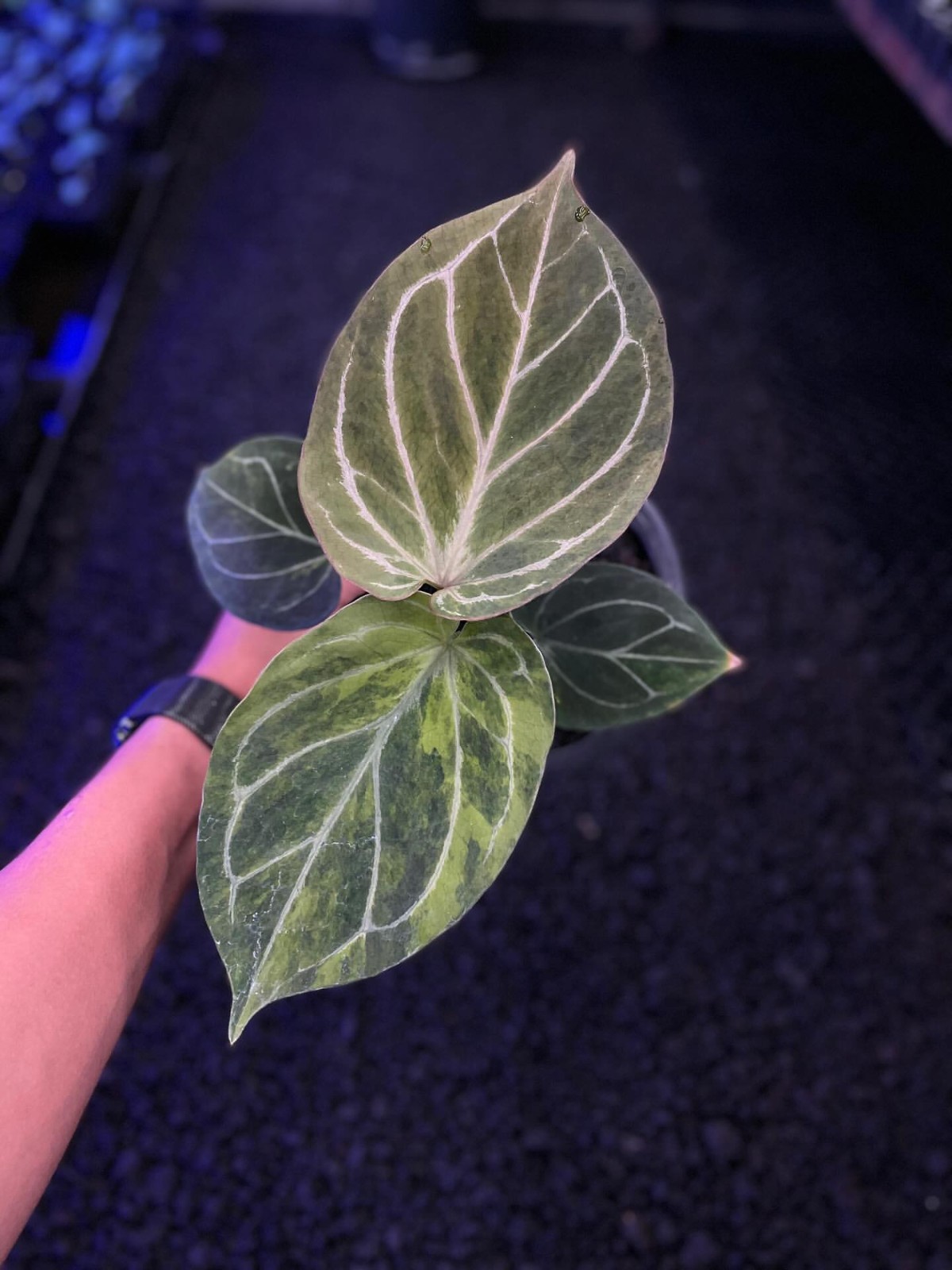 Anthurium King Of A Spades Butterfly Round Price 5.500$ Real Pikture