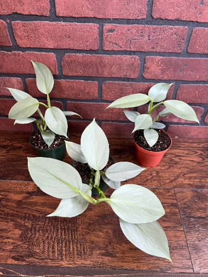 Silver Sword Philodendron in 4” Pot | Live House Plant Air Roots Multiple Nodes
