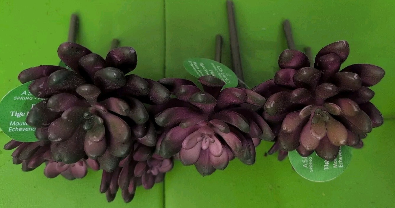 Artificial Mauve Succulents Echeveria (7) Picks Spring