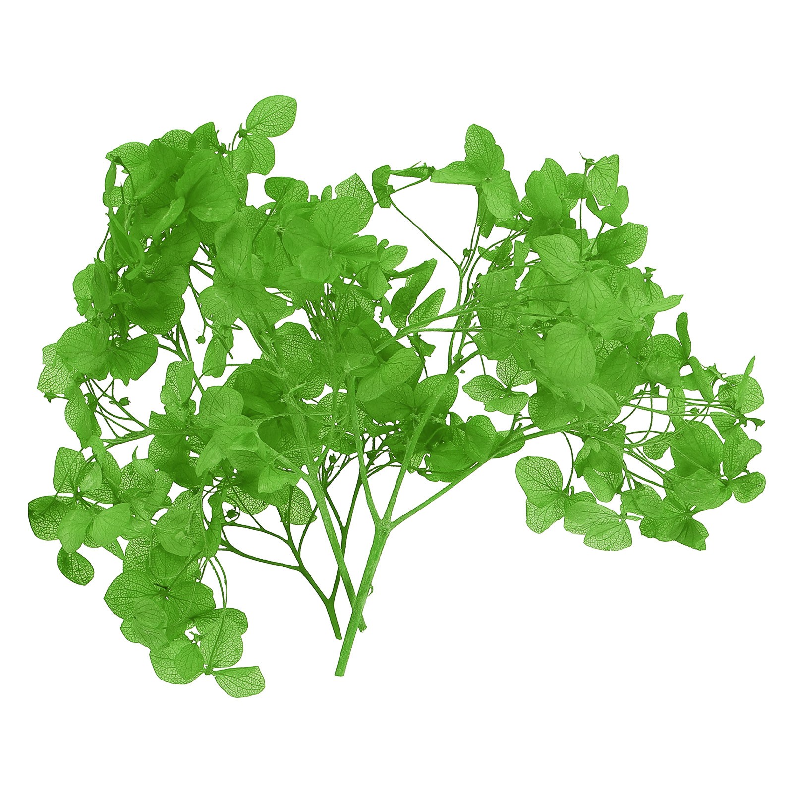 10g Mini Dried Hydrangea Flower Natural Pressed Flower Real Hydrangeas Green