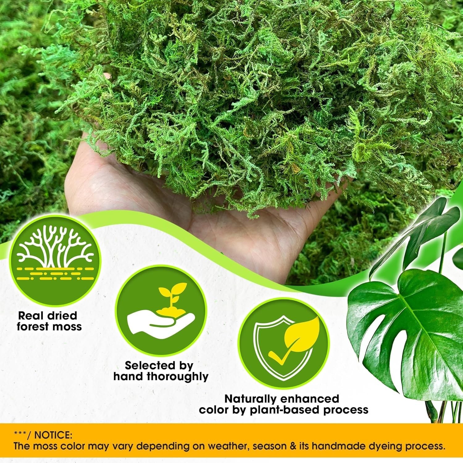 Natural Decorative Moss 2 oz – Perfect for Weddings, Christmas & Easter Decor