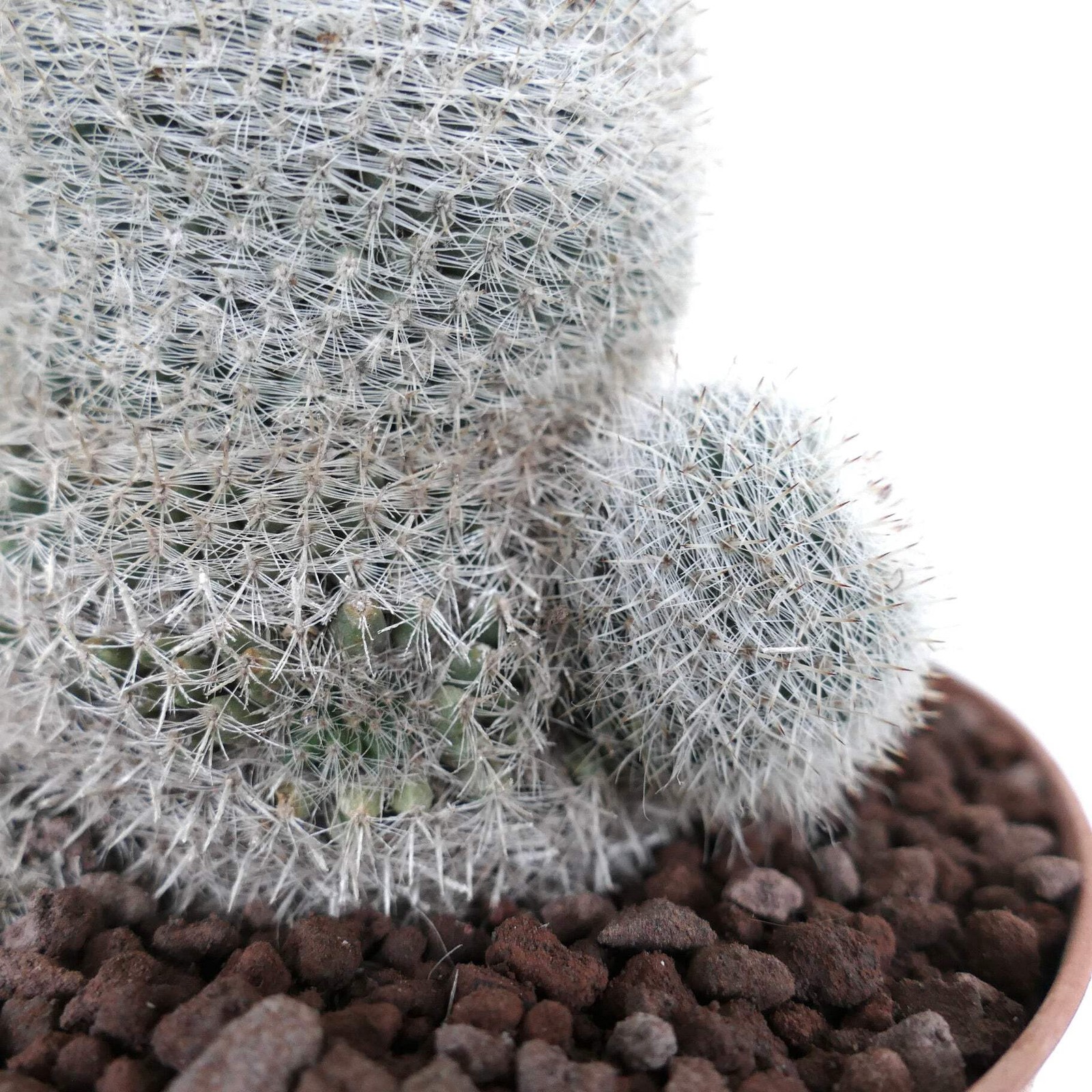 Mammillaria albilanata WITH LATERAL BRANCH 1006 – White woolly nipple cactus | S