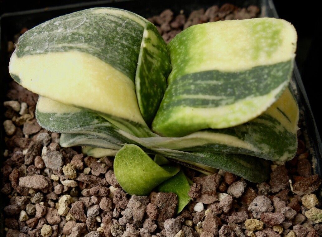 Gasteria armstrongii cv CLEOPATRA VARIEGATED A91 –