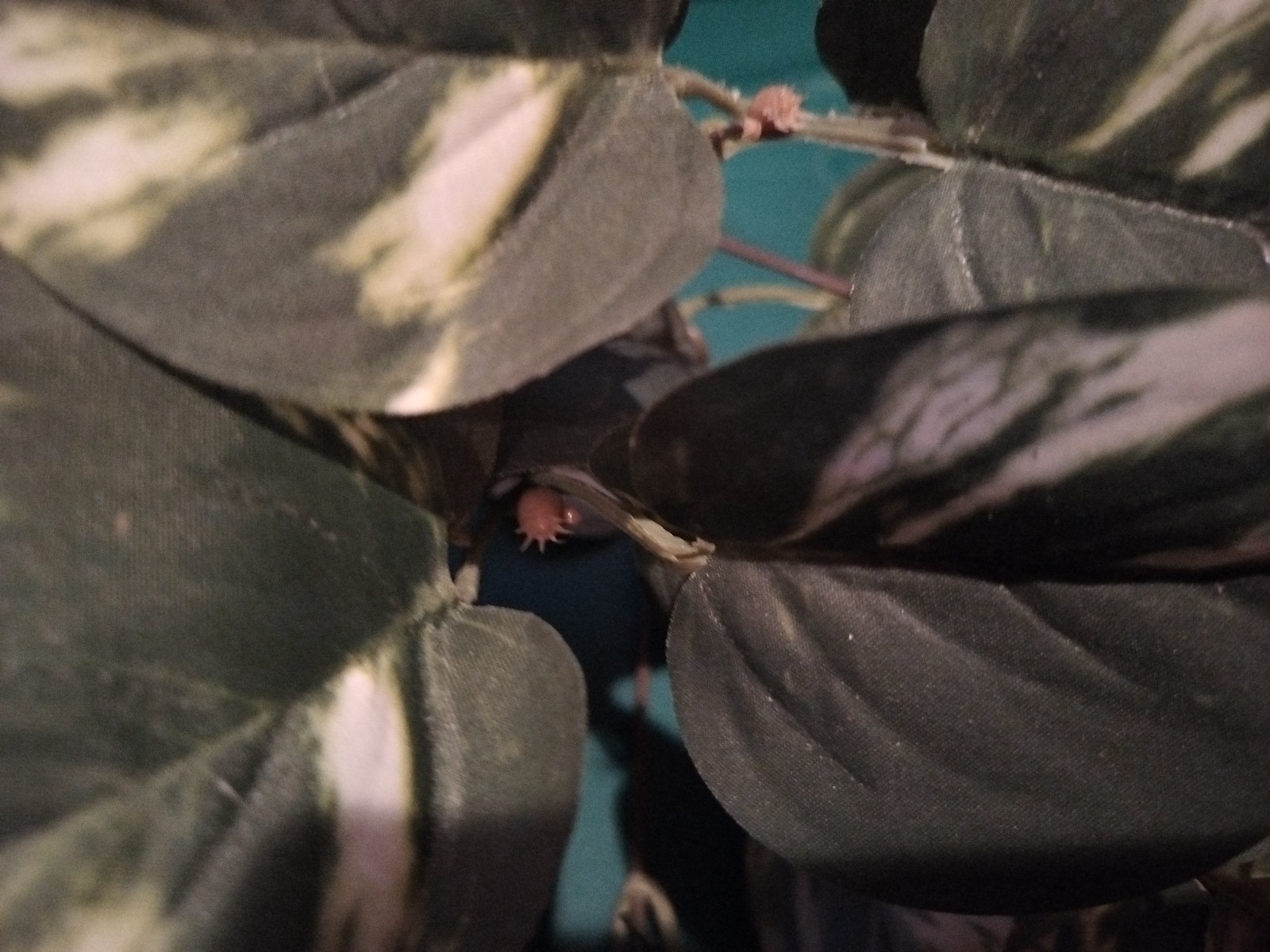 Ashland Artificial Golden Pothos plant green/white marbled leaves hanging stems