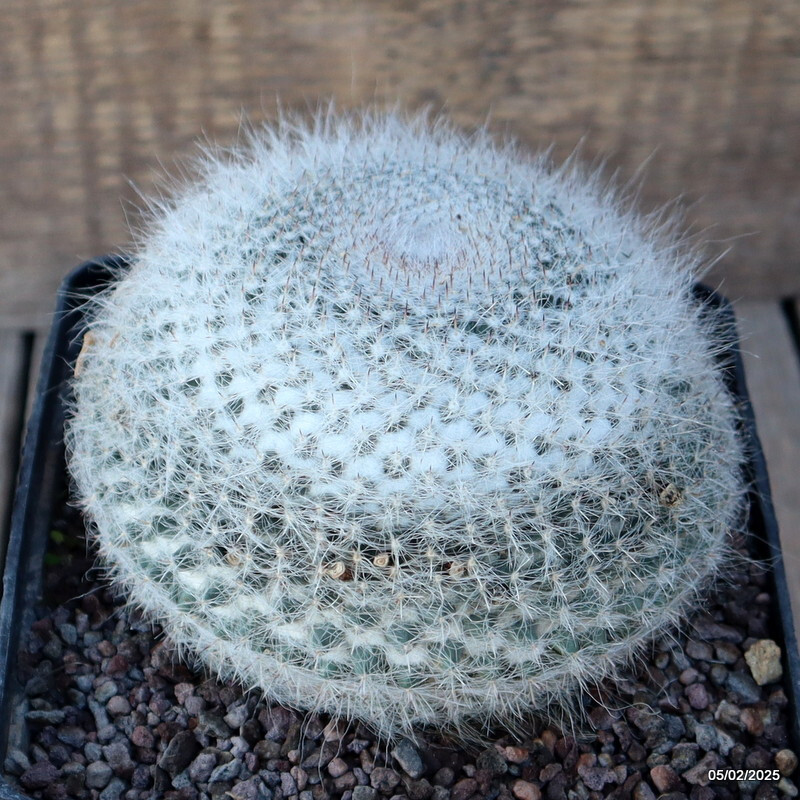 A9622 MAMMILLARIA HANIANA pot14-H10-W13 cm MaMa Cactus