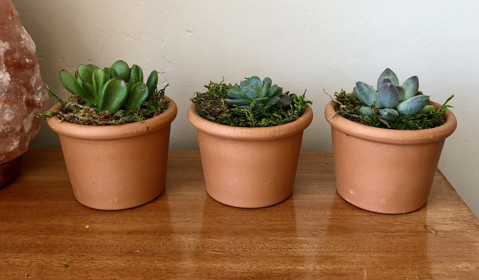 Three Live Potted Succulent Arrangement in Terracotta Planters