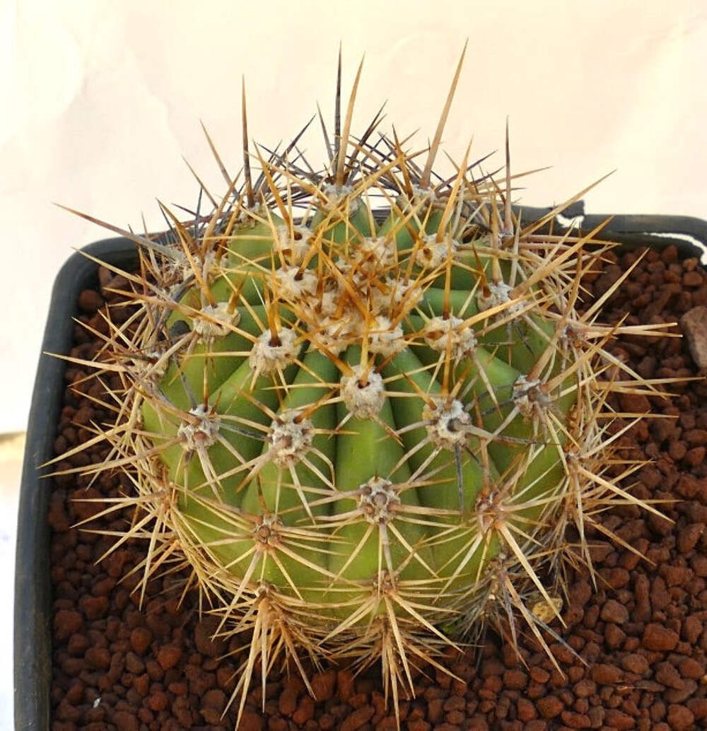 Cereus pasacana 11,5cm diameter – Pasacana cactus | Argentine saguaro